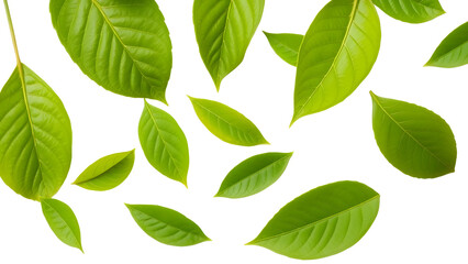 Naklejka premium Fresh Green Leaves isolated on transparent background. 
