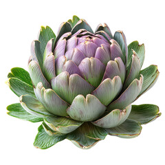 Artichoke Isolated on White Background.PNG