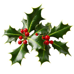 [Transparent Background PNG]Christmas Holly Branch with Red Berries Closeup