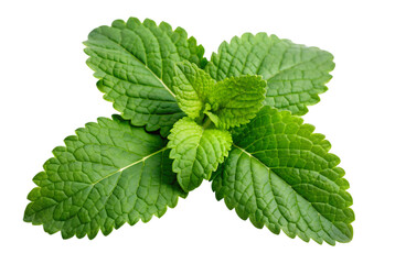 Lemon balm uses in cooking for vibrant flavor
