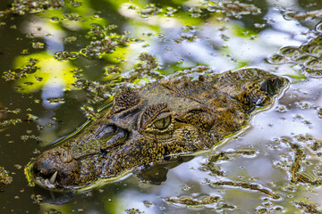 reptil, tier, wasser, wild lebende tiere, natur, dangerous, wild, gebiss, sumpf, gefahr, auge,...