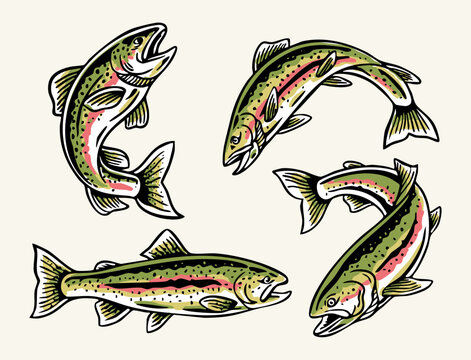 Hand-drawn vector illustration set of rainbow trout in various dynamic poses. Perfect for fishing graphics, apparel, t-shirt designs, stickers, and outdoor-themed designs