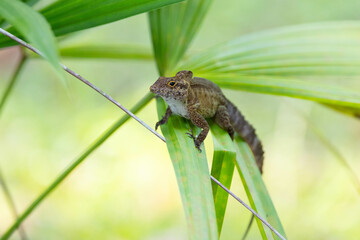 natur, green, eidechse, reptil, wild lebende tiere, amphibie, pflanze, wild, costa rica