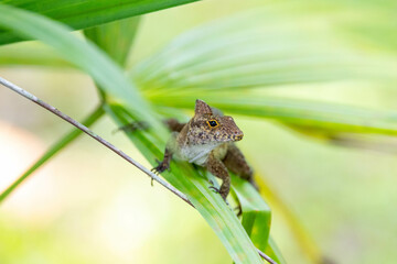 natur, green, eidechse, reptil, wild lebende tiere, amphibie, pflanze, wild, costa rica