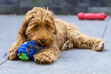 Australian Labradoodle relaxing with a rope toy
