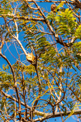 Jacaranda mimosifolia pertenece a la familia de Bignoniaceae.