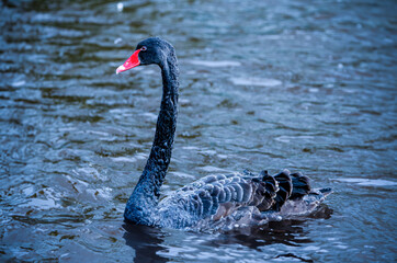 Black swan swimming in a lake with ripples