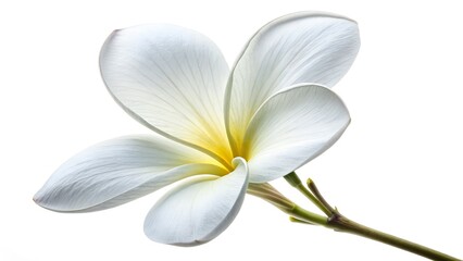 Fototapeta premium Petal Perfection: Close-up shot of a pristine frangipani blossom, with its soft, pure white petals and a hint of golden hue at its heart, elegantly captured against a clean background