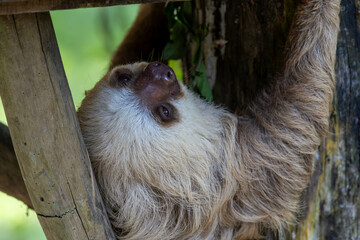 Fototapeta premium tier, baum, wild lebende tiere, säugetier, natur, faultier, tierpark, schlafen, costa rica