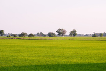 Rice cultivation in paddy fields.
