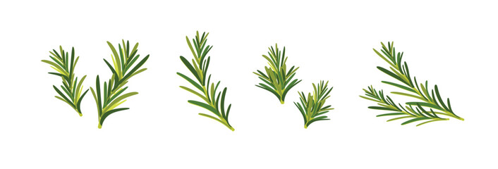 Set of rosemary branches flat vector isolated on white background. Evergreen plant with fragrant leaves. Culinary ingredient in traditional mediterranean cuisine, seasoning isolated 