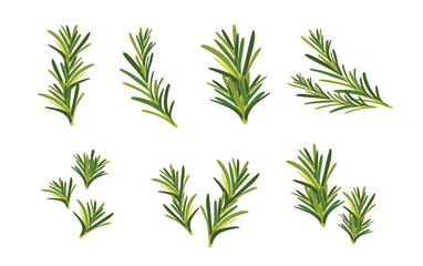 Set of rosemary branches flat vector isolated on white background. Evergreen plant with fragrant leaves. Culinary ingredient in traditional mediterranean cuisine, food seasoning
