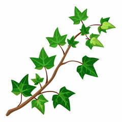 green leaves isolated on white background