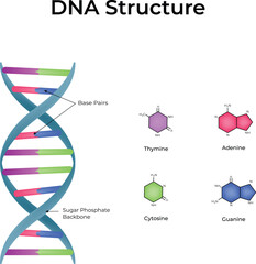DNA Structure Double Helix and Base Pairs Vector Illustration