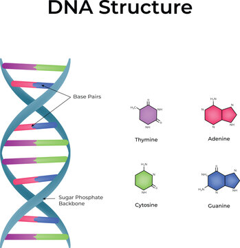 DNA Structure Double Helix and Base Pairs Vector Illustration