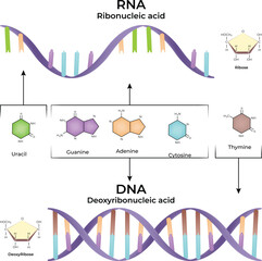 RNA and DNA structure comparison with bases Vector Illustration