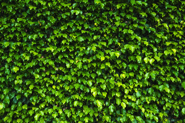 Green leaves for background and design.