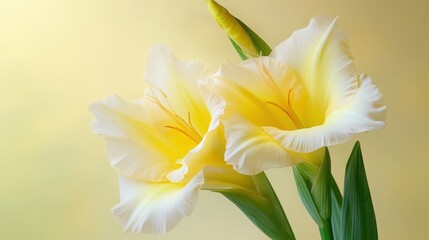 Minimalist style yellow gladiolus flowers in soft light nature photography floral arrangement