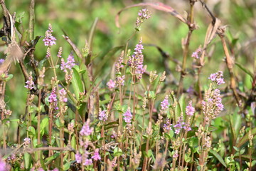 Dwarf rotala or Rotala rotundifolia flowers. It is an aquatic plant that has plenty of ornamental appeal to aquarium plant enthusiasts since it is one of the easiest to grow of the Rotala genus. 