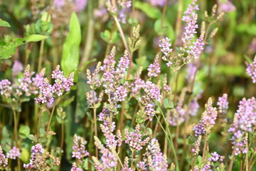 Dwarf rotala or Rotala rotundifolia flowers. It is an aquatic plant that has plenty of ornamental appeal to aquarium plant enthusiasts since it is one of the easiest to grow of the Rotala genus. 