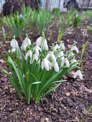 Fototapeta premium Snowdrop spring white flowers. March flowers closeup photography. Fresh Snow drop flower one of spring symbols, spring come. Snowdrop growing in garden on the ground.