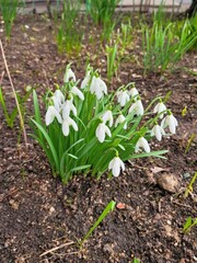 Snowdrop spring flowers. Fresh Snow drop white flower one of spring symbols, spring come. March flowers closeup photography. Snowdrop growing in garden on the ground.