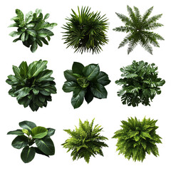 [Transparent Background PNG]Top View Collection of Tropical Plants