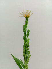 Tall Flowering Plant with Buds and White Bloom