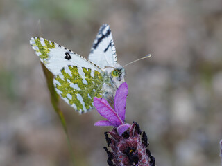 Green and white butterfly perched on a purple flower with delicate details.
