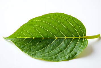 Obraz premium Fresh Green Leaf on White Background with Intricate Veins and Texture