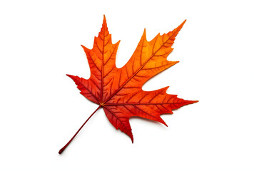 Fototapeta premium Vibrant Autumn Maple Leaf with Rich Red and Orange Hues on White Background