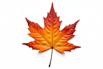 Fototapeta premium Vibrant Autumn Maple Leaf with Rich Orange and Red Colors
