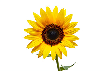 Obraz premium Bright Sunflower Bloom Against White Background for Fresh Designs