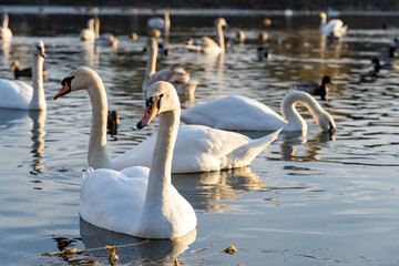 Swans gracefully swimming on a serene lake in the afternoon light