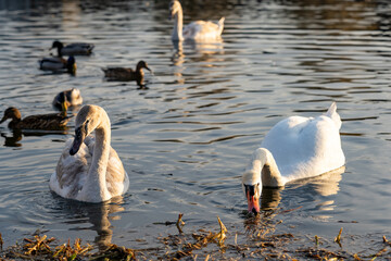 Swans and ducks swimming peacefully in a serene lake