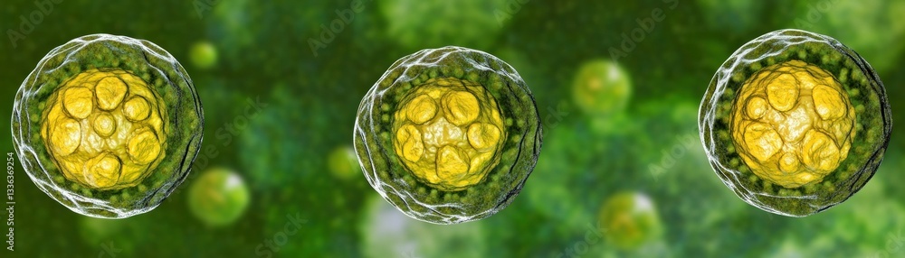 Poster Three microscopic round cells showcasing internal biological structures in focus