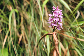 Orchidea selvatica di colore viola con uno sfondo di vegetazione sfocato. © Federico