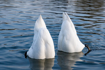 Swans feeding in a serene lake during a sunny afternoon