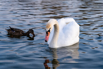 Swan and duck swimming together in a serene lake environment