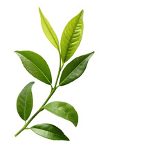 matcha powder and green tea leaves healthy drink isolated on white background png