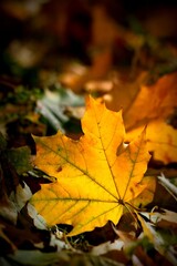 Golden fall foliage with warm sunlight