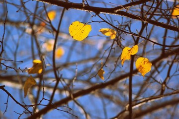 Autumn tree with golden foliage in sunlight 