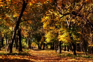 Obraz premium Mystical golden forest with dreamy atmosphere