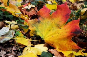 Warm autumn colors in natural scenery 
