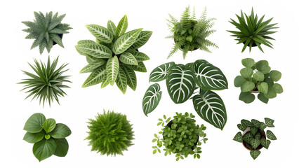 nine lush green plants aerial view various types isolated on white background png