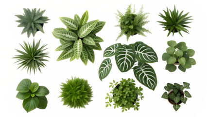 nine lush green plants aerial view various types isolated on white background png