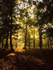 Naklejka premium Dreamy autumn forest with golden sunlight and shadows