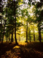 Naklejka premium Enchanted woodland glowing in soft autumn light