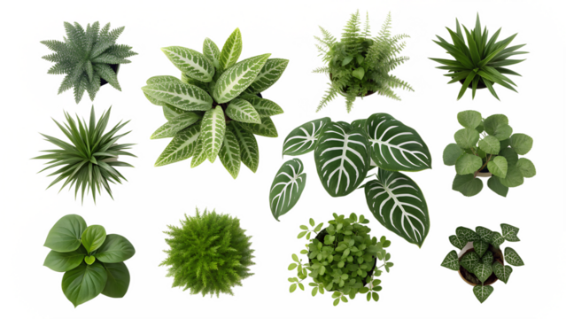 nine lush green plants aerial view various types isolated on white background png