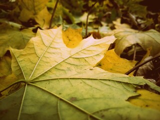 Green and yellow autumn leaves close-up 